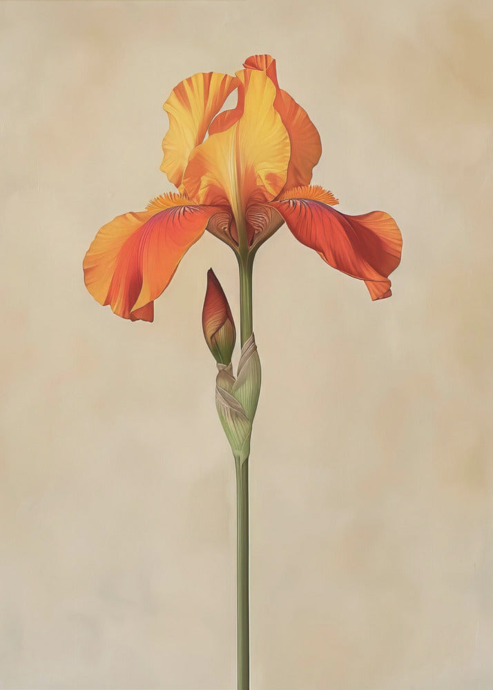 Poster Canvas Sng Iris 34 | Canvas