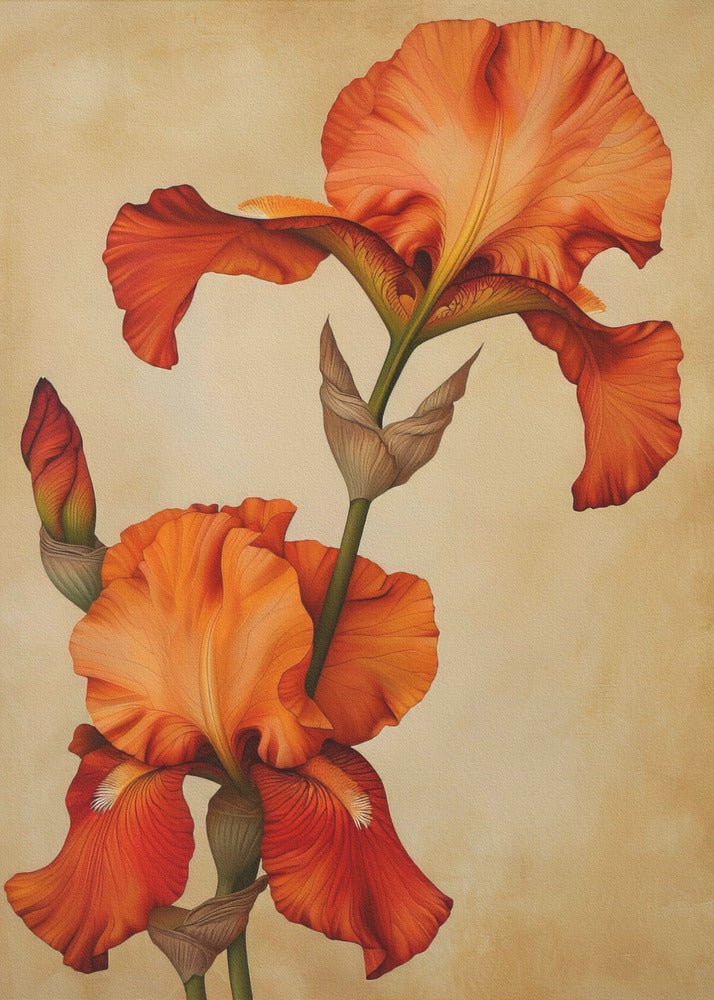 Poster Canvas Sng Iris 36 | Canvas
