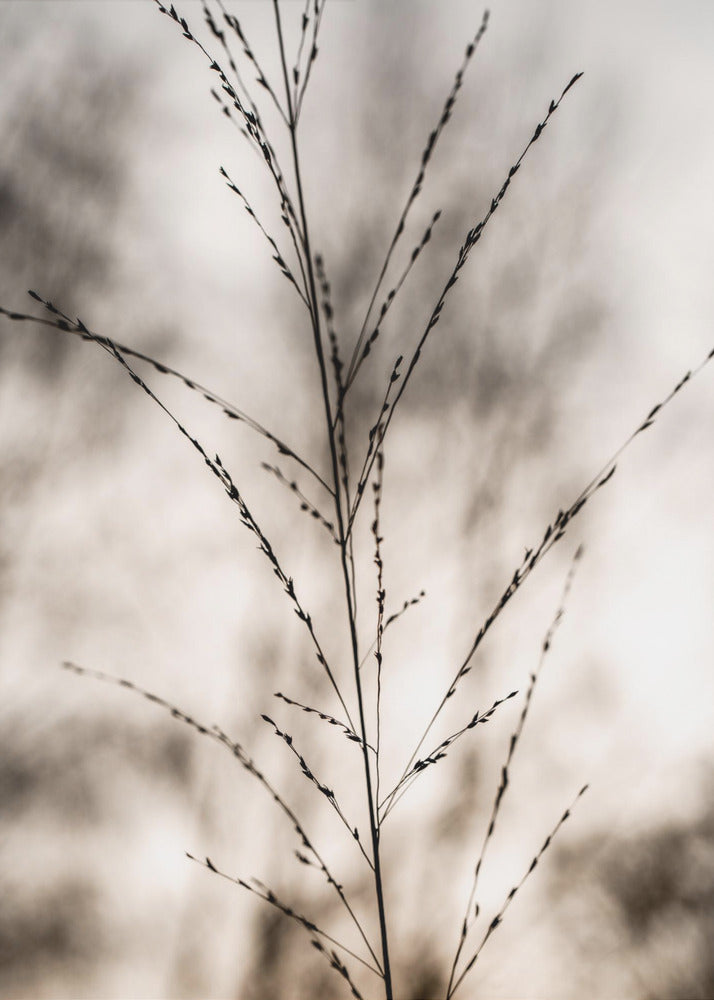 Grass 17 | Poster