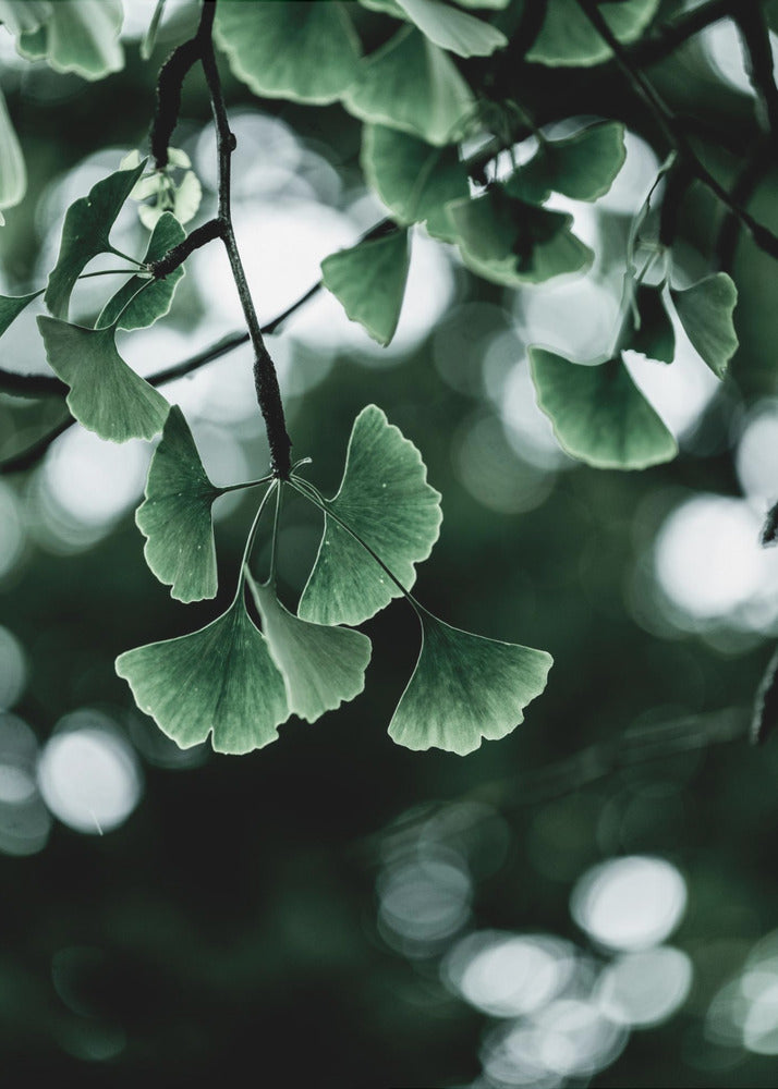 Ginko 1 | Leinwand