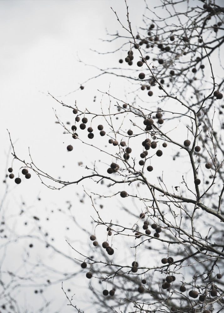 Wintersilhouetten 6 | Poster