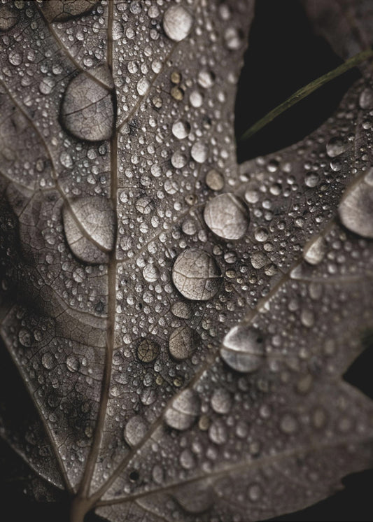 Regenfall | Poster