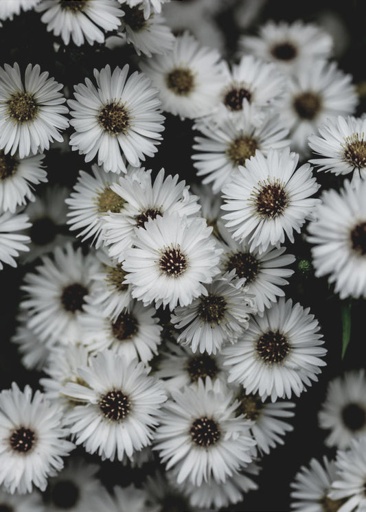 Kleine Blumen 3 | Leinwand