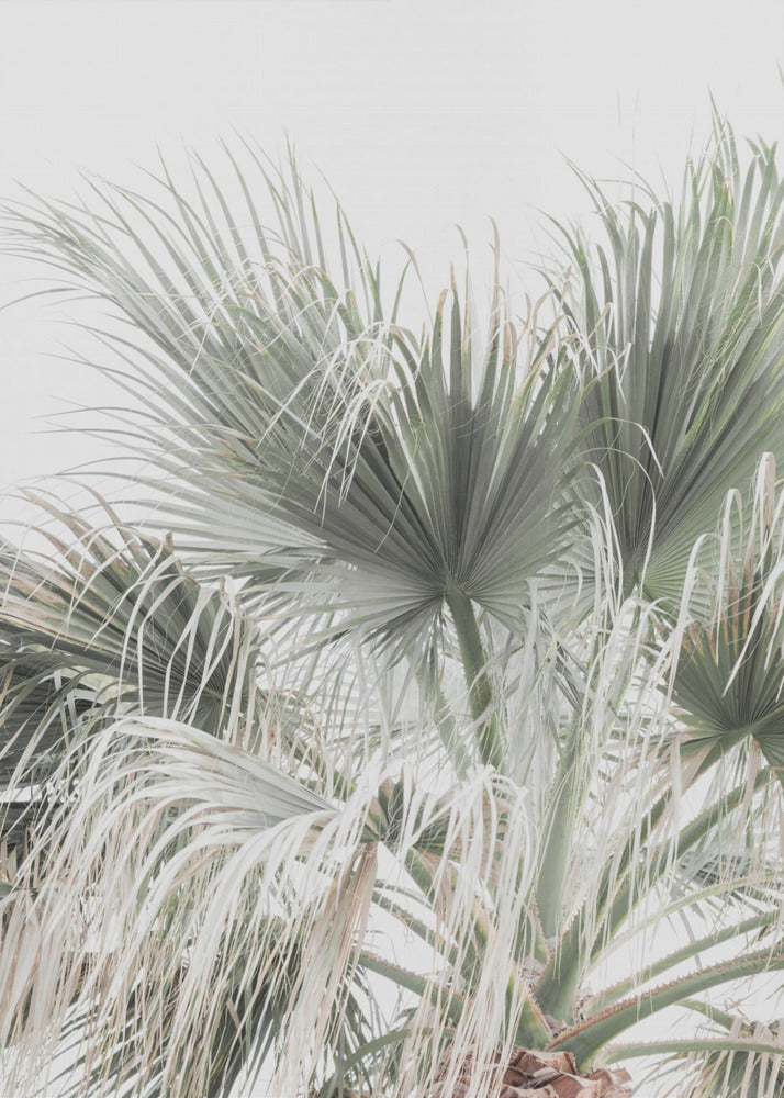 Palm Leaf | Canvas