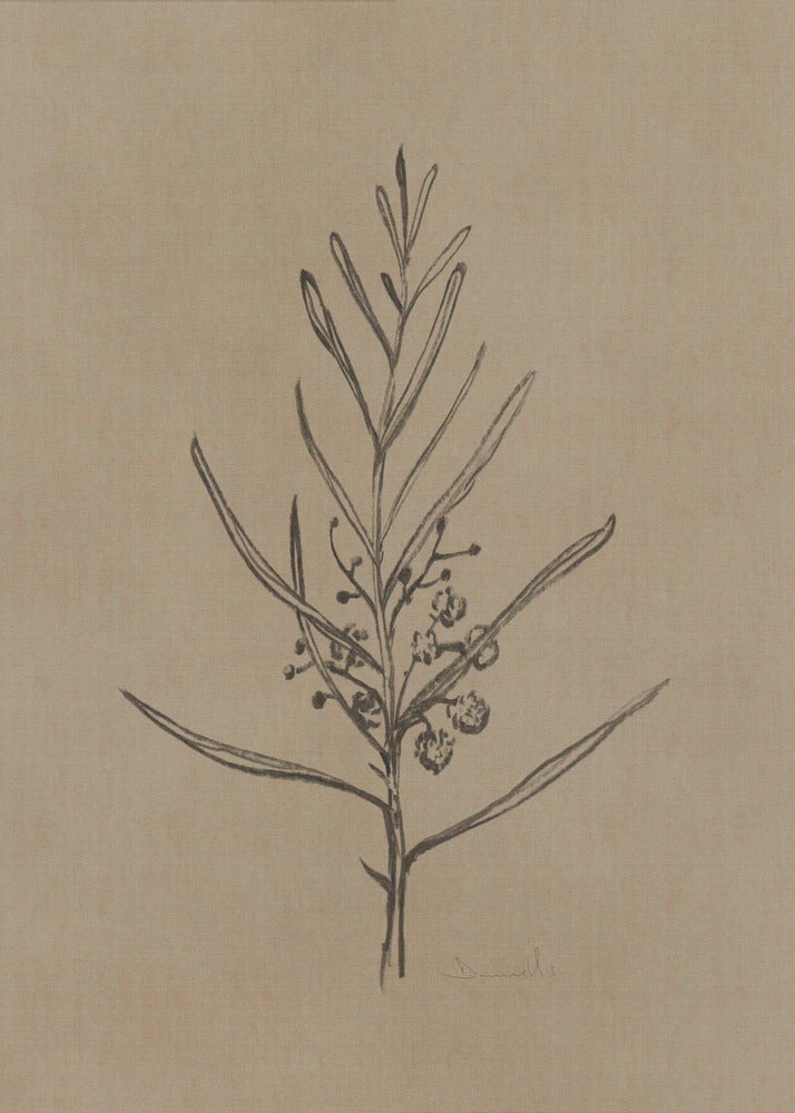 Blackwood Setzling | Poster