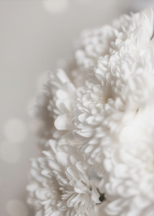 Weiße Blumen | Leinwand