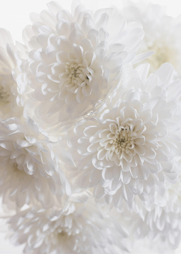 Weiße Blumen 1 | Leinwand