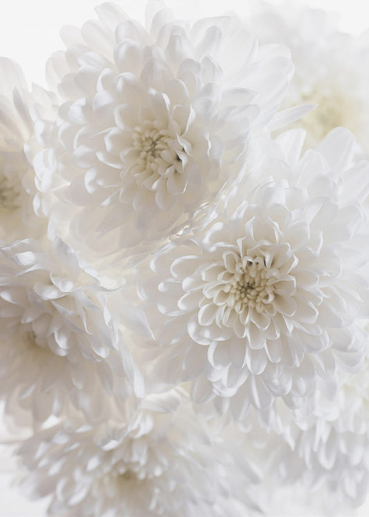 Weiße Blumen 1 | Leinwand