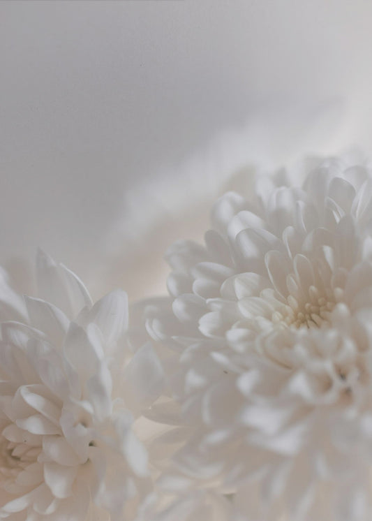 Weiße Blumen 3 | Leinwand