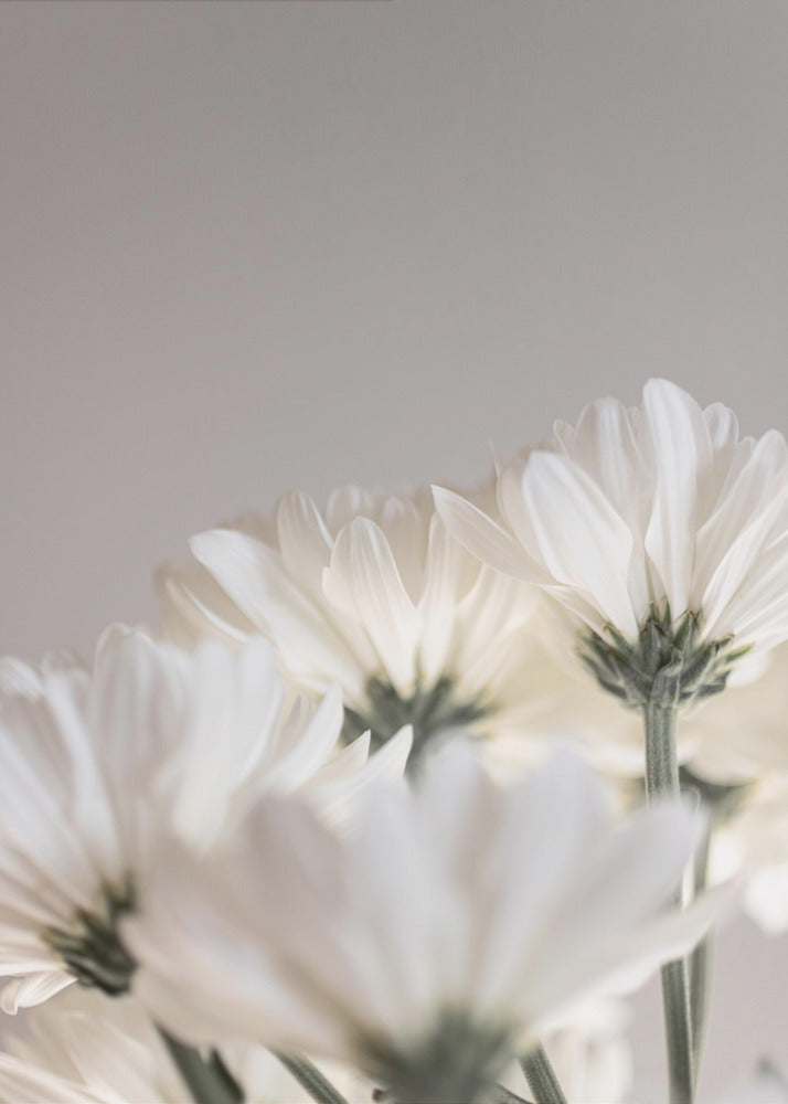 Weiße Blumen 4 | Leinwand