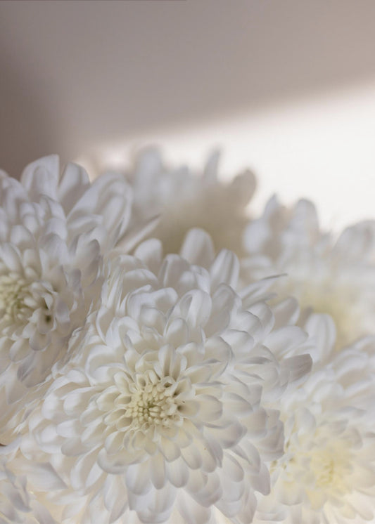 Weiße Blumen 6 | Leinwand
