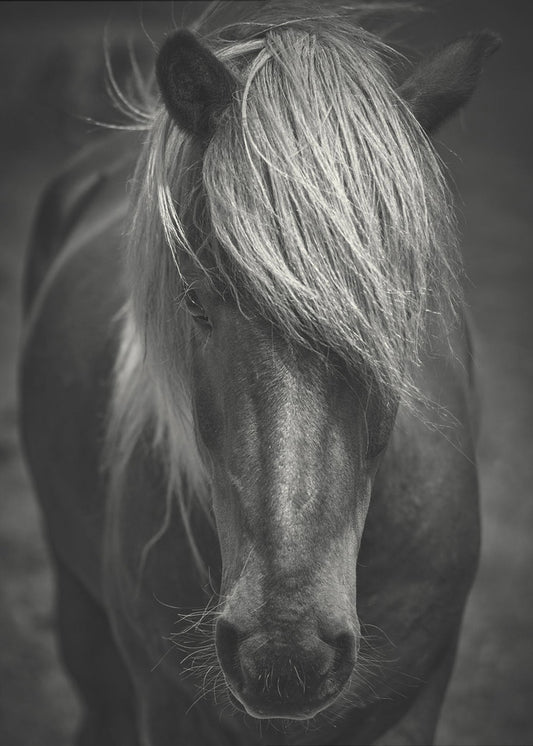 Alpiner Surfer | Poster