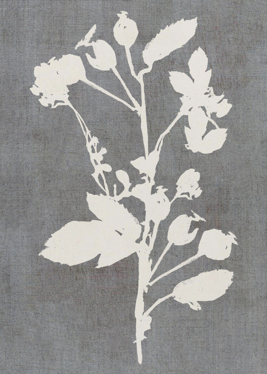 Botanical Illustration 6 | Poster