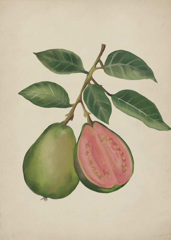 Vintage guava | Canvas