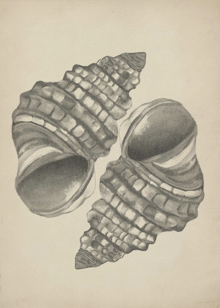 Seashells | Poster