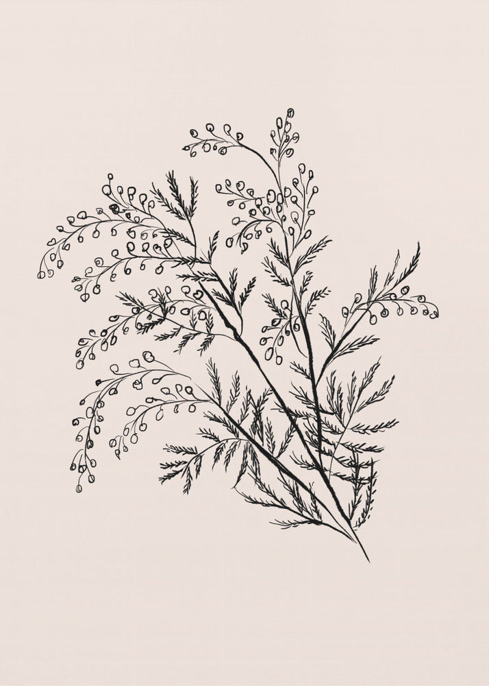 Acacia Botanical Branch | Canvas