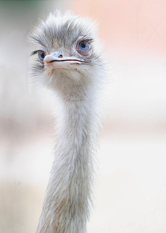 natural beauty | Poster