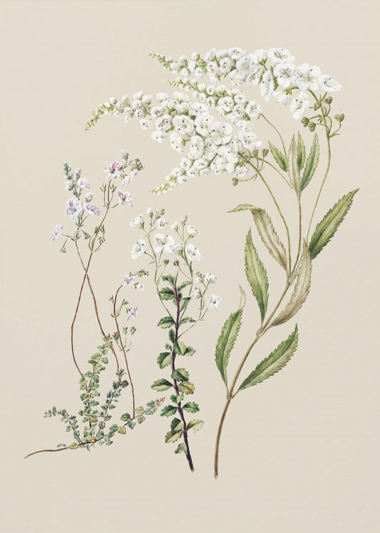 Veronica, gezeichnet von Sarah Featon (1848–1927) | Poster