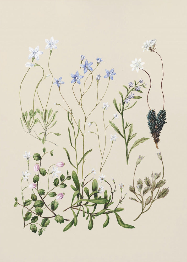 Wahlenbergias Drawn | Poster