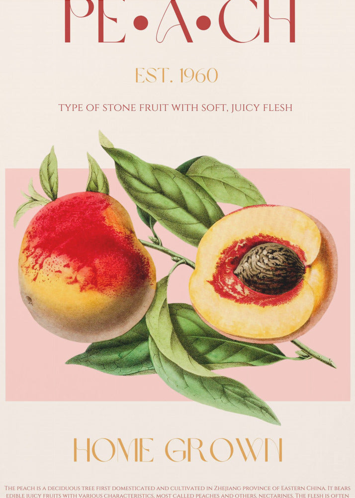 Pfirsich-Illustration im Vintage-Stil | Poster