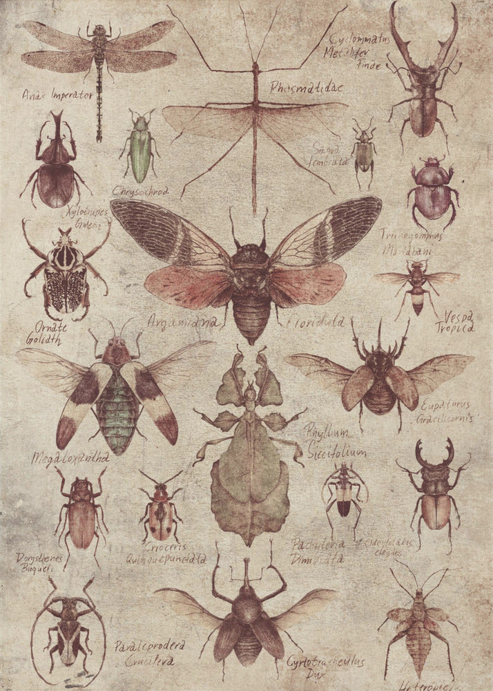 Insekten im Vintage-Stil | Leinwand