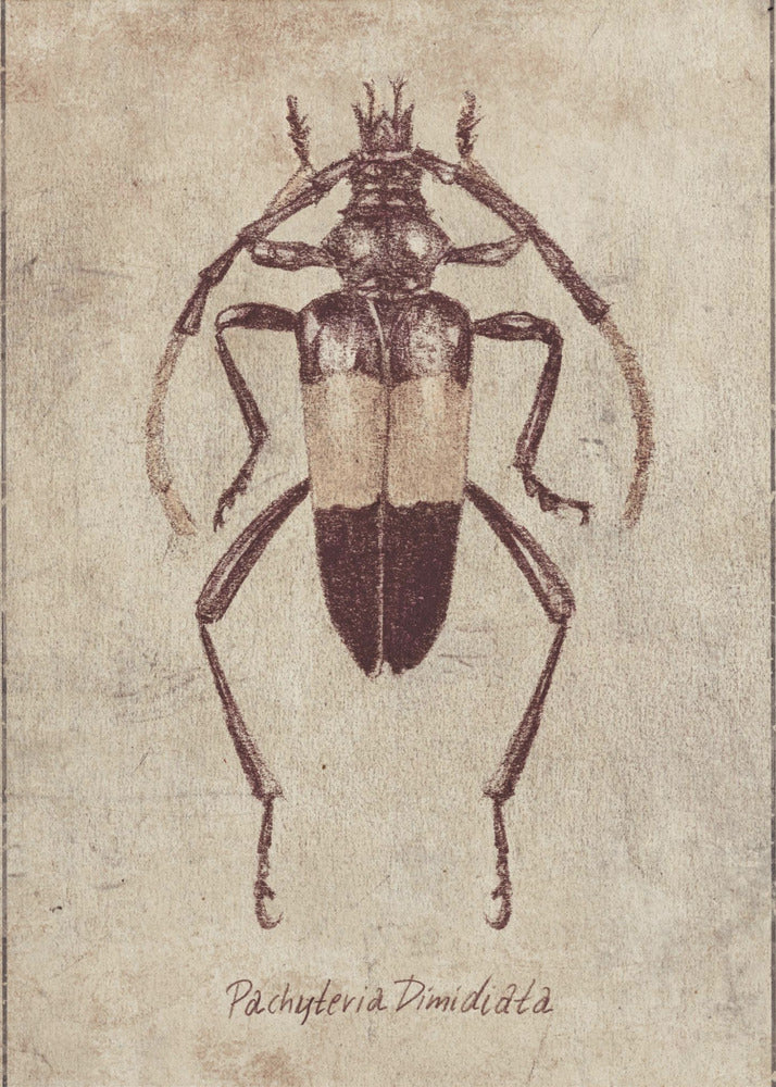 Vintage Insektenskizze | Poster