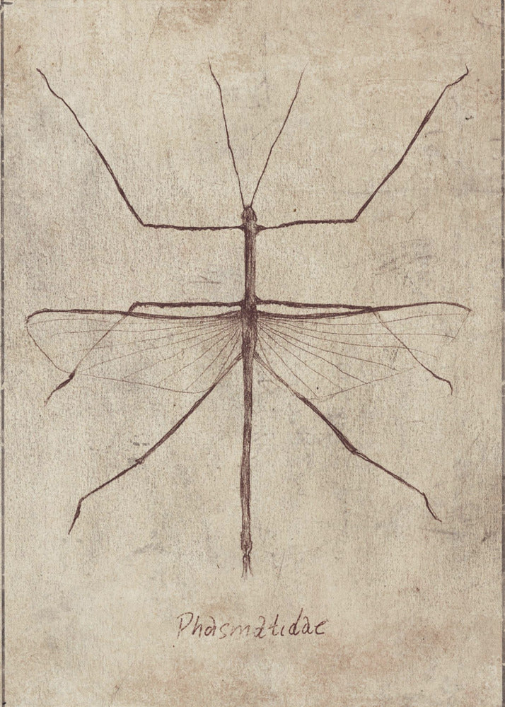 Vintage Entomologie Skizze | Leinwand