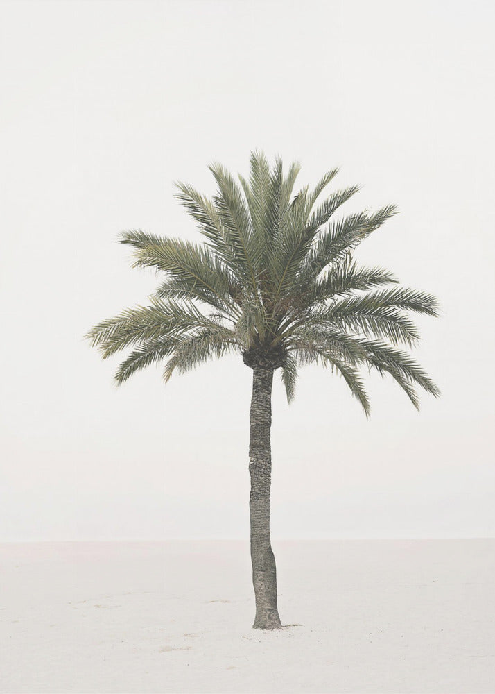 Palm | Canvas