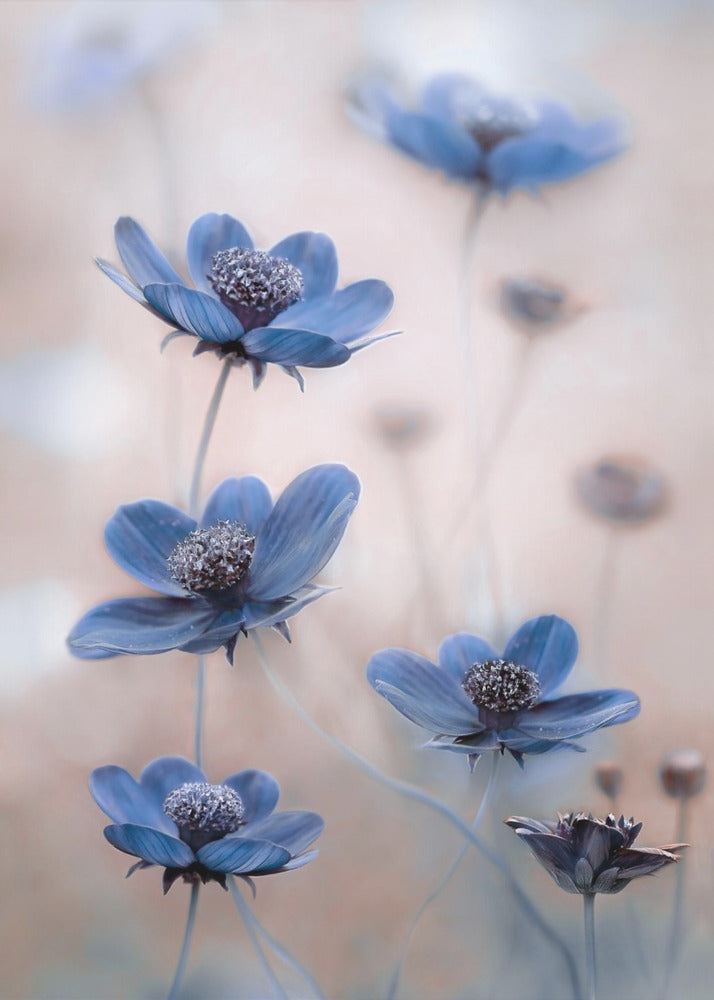Kosmosblau | Leinwand
