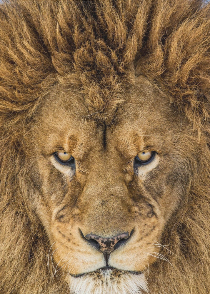 Ernsthafter Löwe | Poster