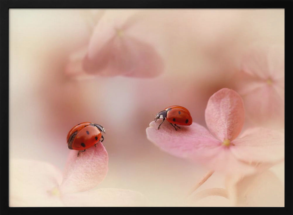 Marienkäfer auf rosa Hortensie. | Poster