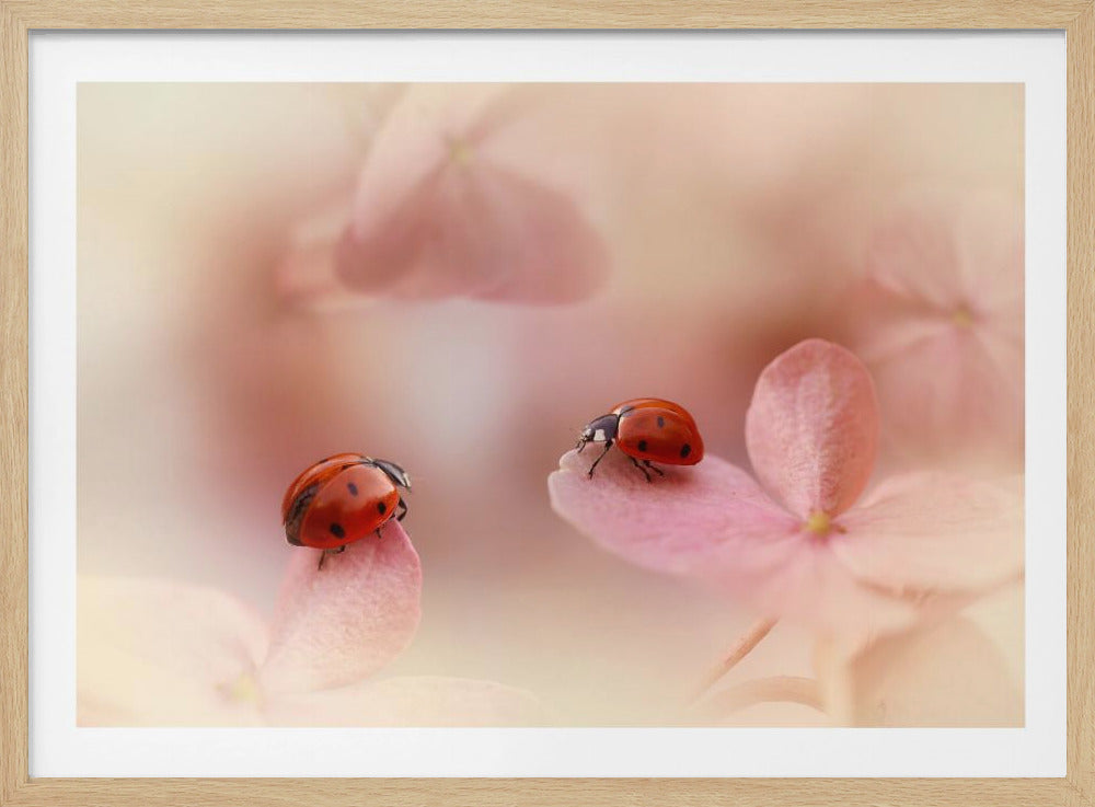 Marienkäfer auf rosa Hortensie. | Poster