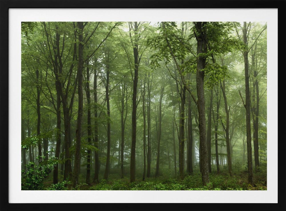 Forest... | Poster