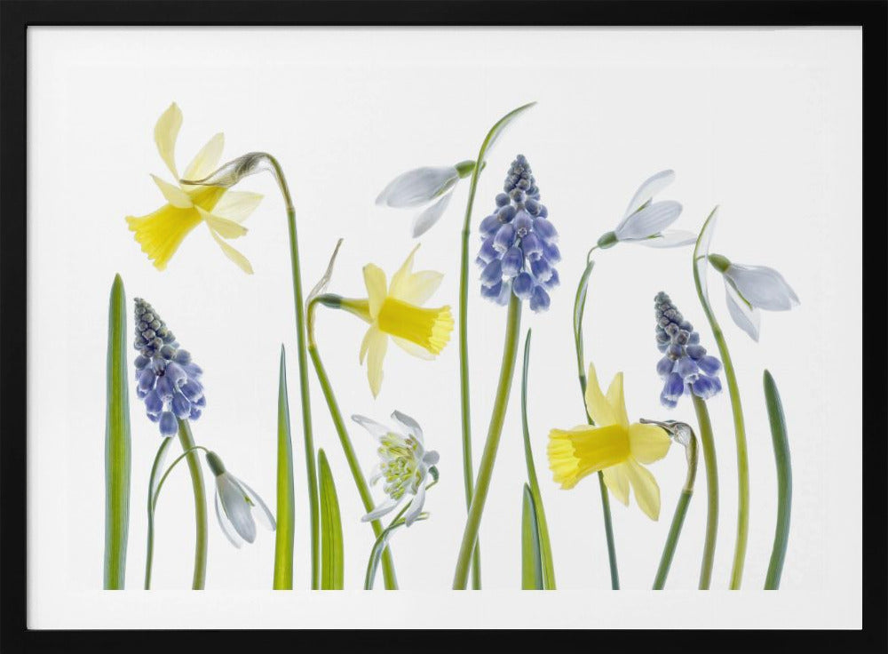 Frühling | Poster