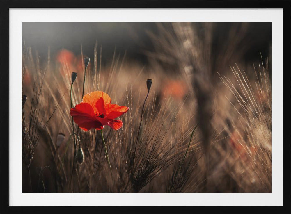 Mohn mit Mais | Poster