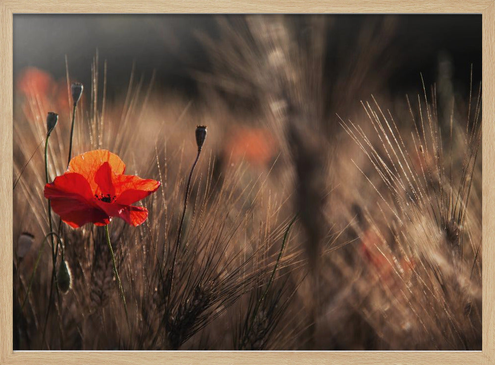 Mohn mit Mais | Poster