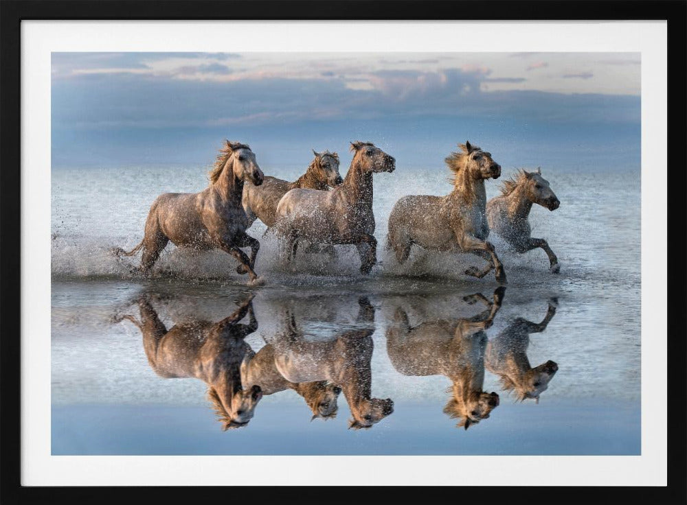 Pferde und Spiegelbild | Poster