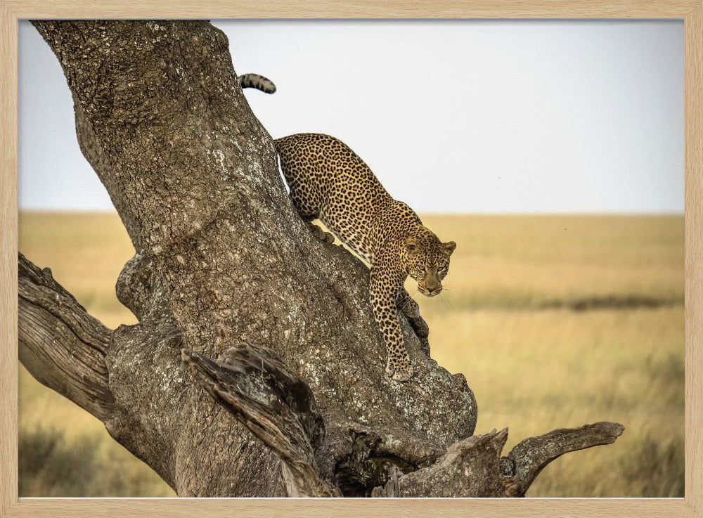 Leopard - Serengheti, Tanzania | Poster