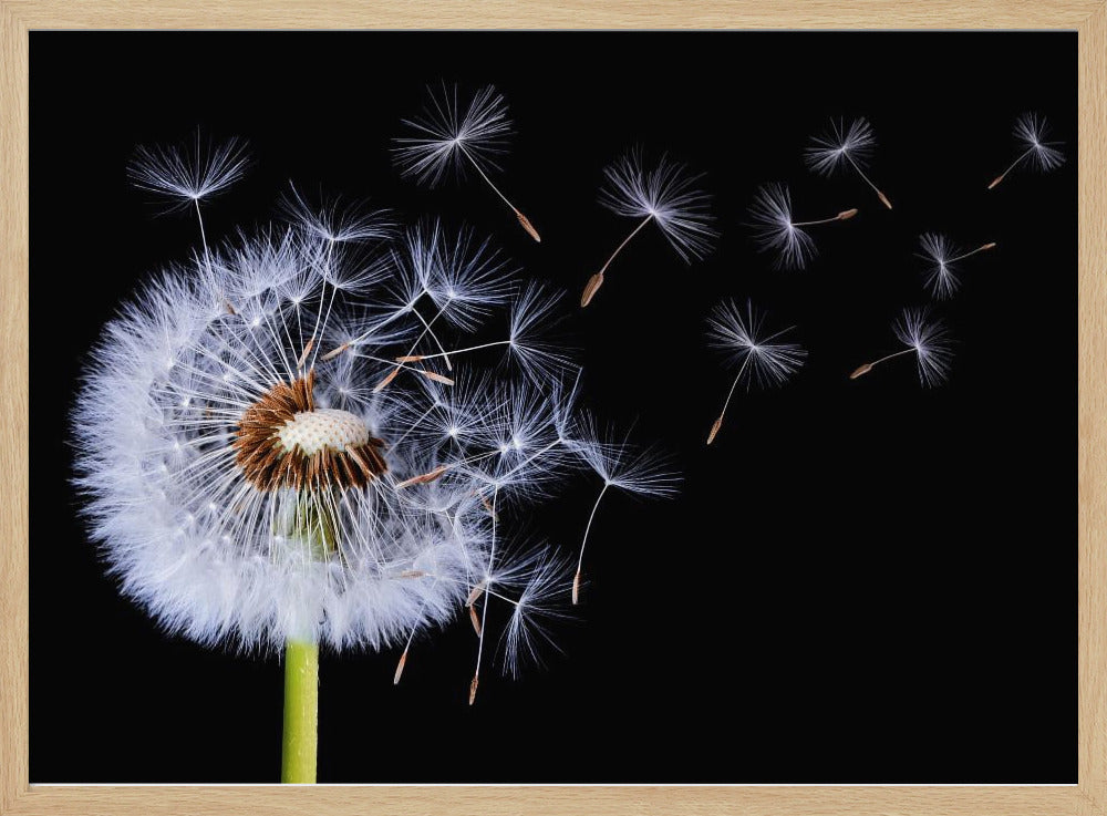 Pusteblume | Poster