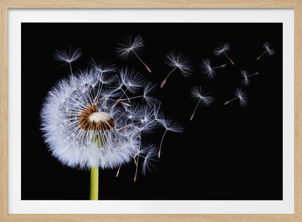 Pusteblume | Poster