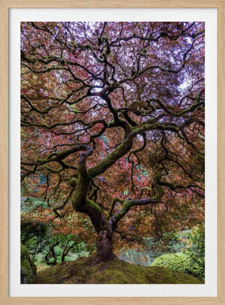 Japanischer Ahornbaum | Poster