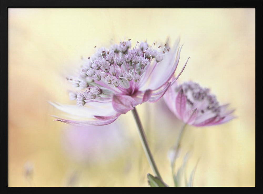 Rosa Astrantia | Poster
