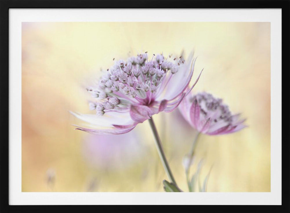 Rosa Astrantia | Poster