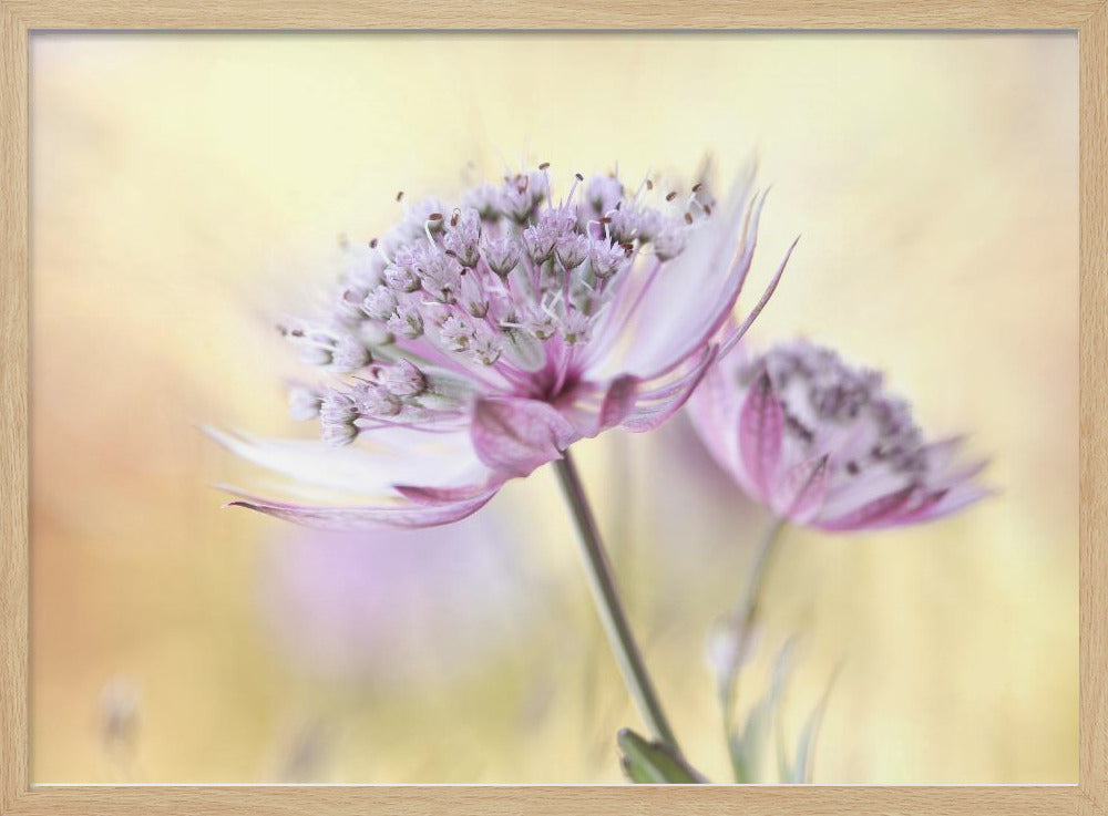 Rosa Astrantia | Poster