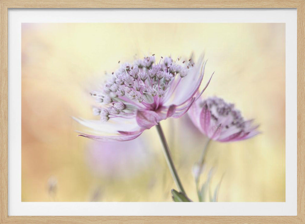 Rosa Astrantia | Poster