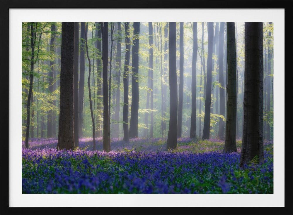 Glockenblumen | Poster