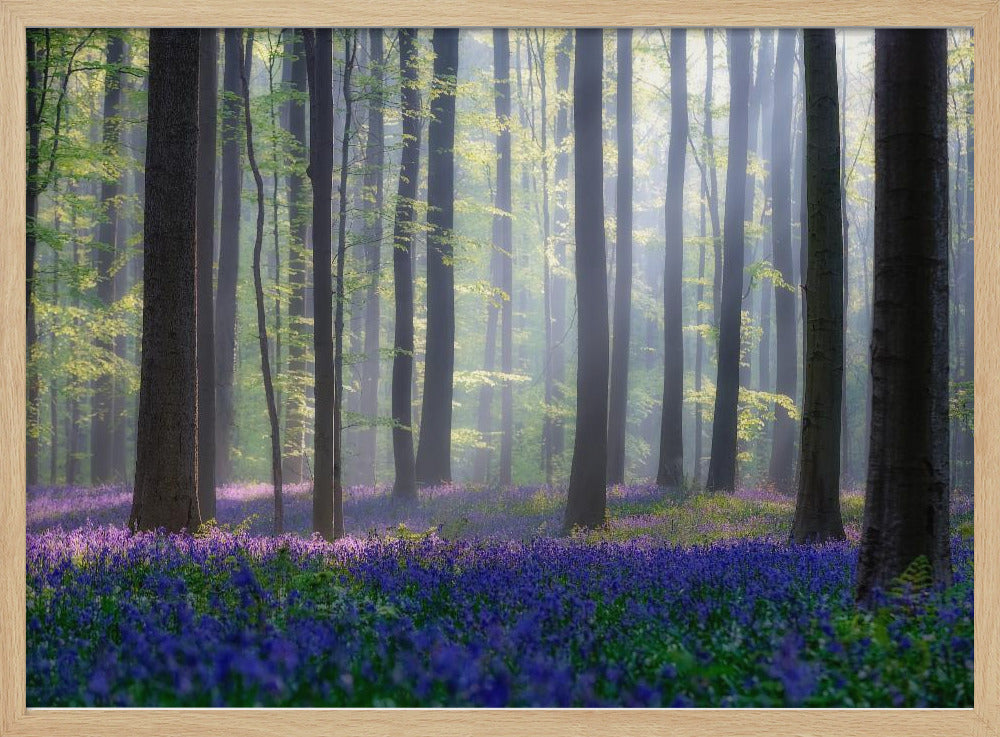 Glockenblumen | Poster