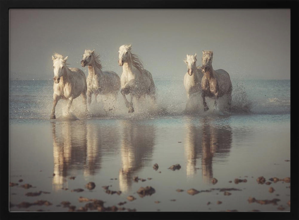 Camargue-Pferde | Poster