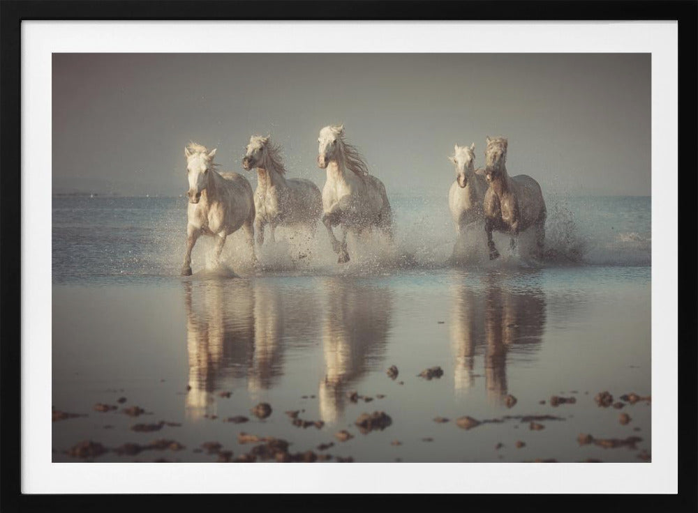 Camargue-Pferde | Poster