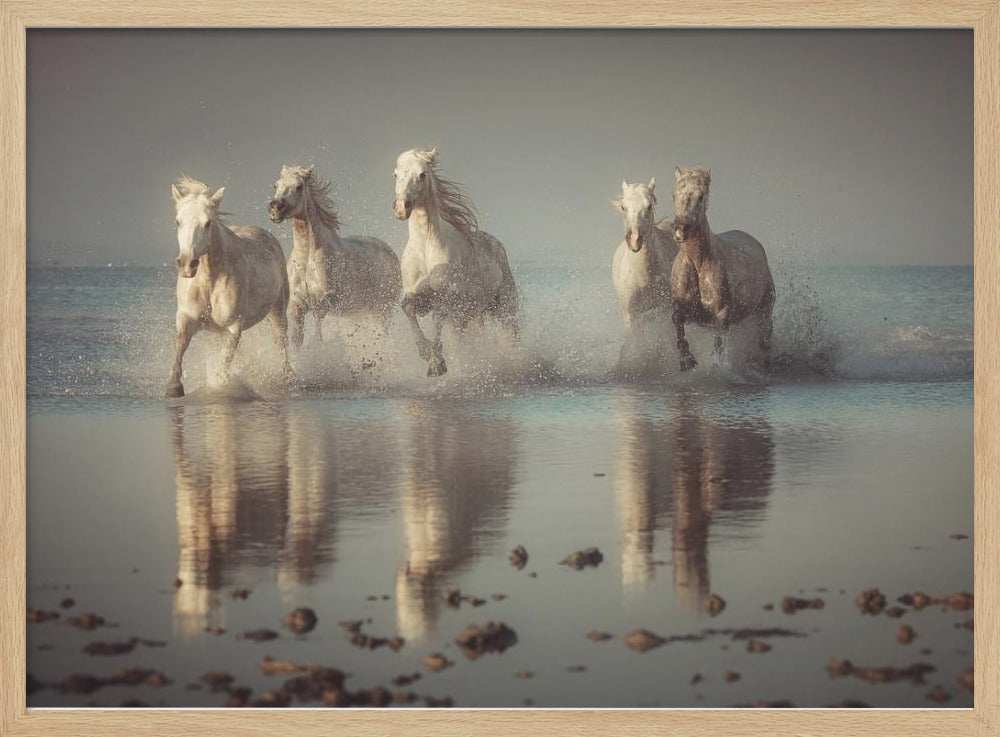 Camargue-Pferde | Poster